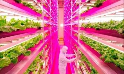 白天电脑种菜,晚上机器人值班,日本智慧农场让人惊叹!